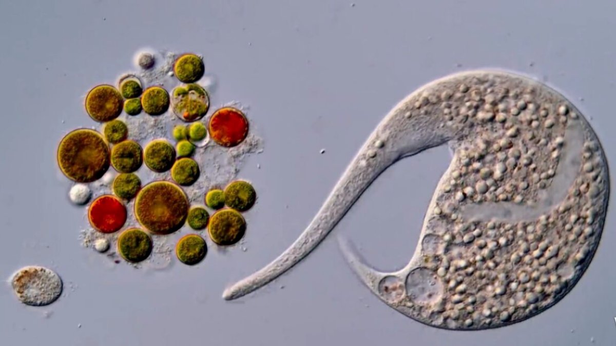 AI disqualification yields new Nikon Small World in Motion winner