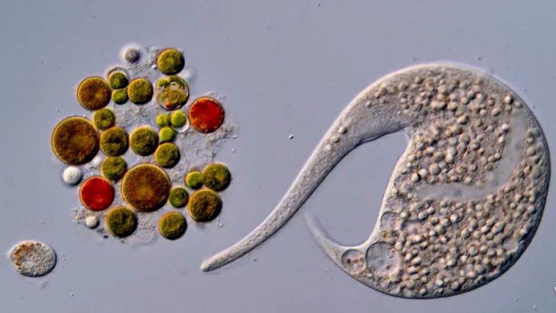 AI disqualification yields new Nikon Small World in Motion winner